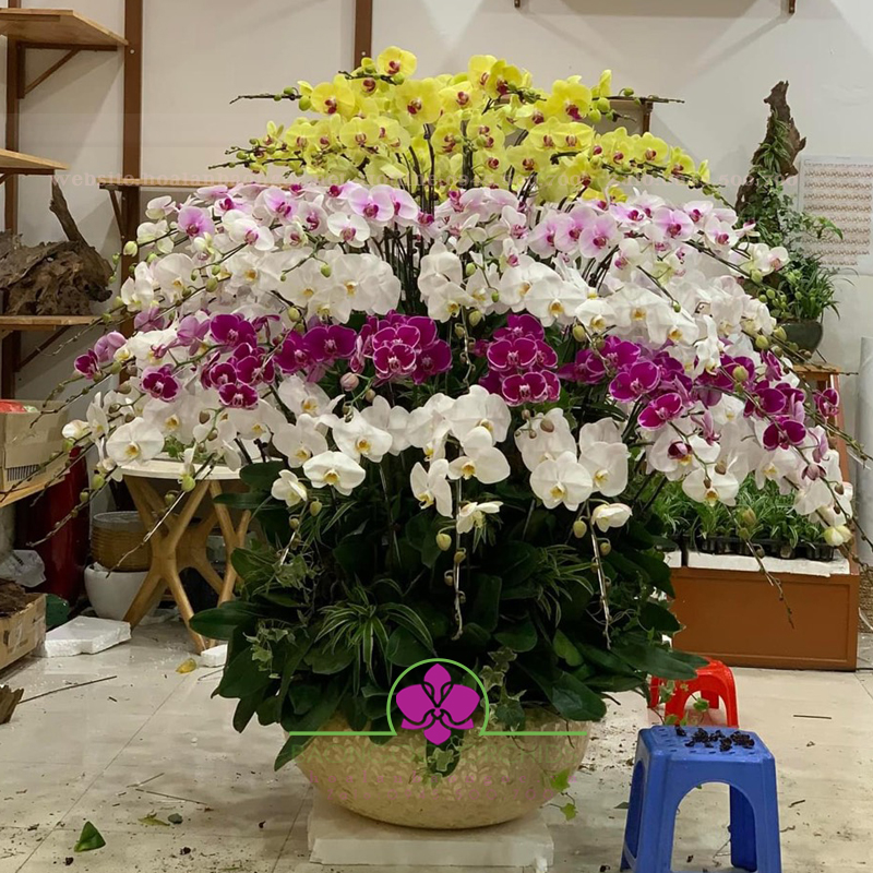 Chậu lan hồ điệp đa sắc HDS-7903