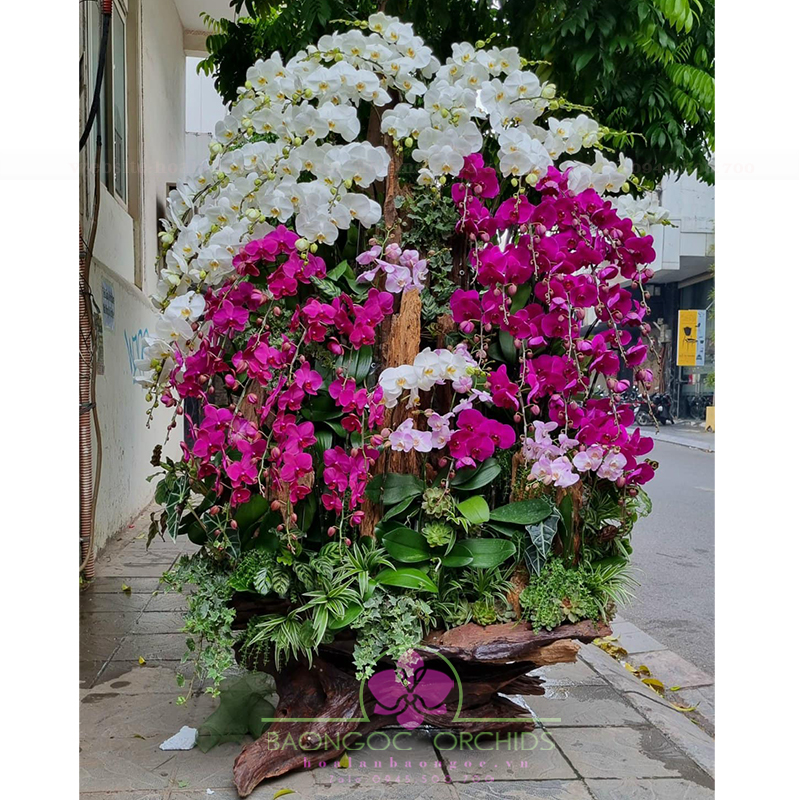 Chậu hoa lan hồ điệp đa sắc lớn nhất HDS-8602