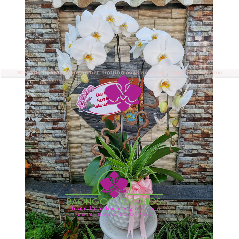 Chậu lan hồ điệp trắng 2 cành tặng vợ HDT-0204