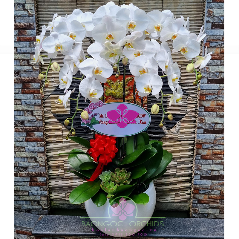 Chậu Hoa Phong Lan Trắng Chúc Mừng ngày thầy thuốc Việt Nam HDT-0511