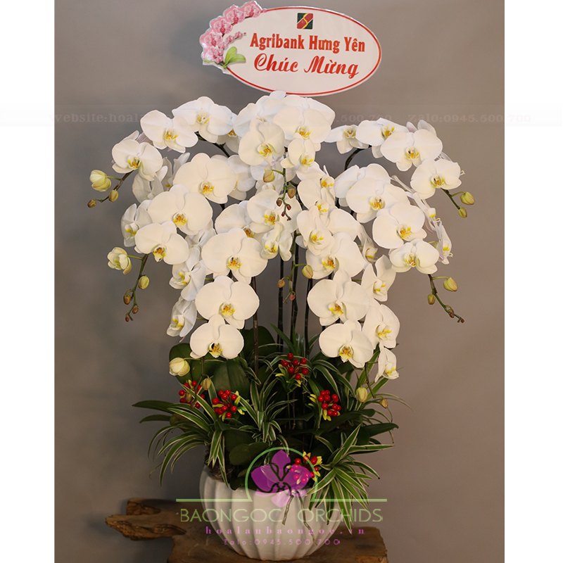 Chậu lan hồ điệp chúc mừng khai trương khách hàng tại Đà Nẵng HDT-0704