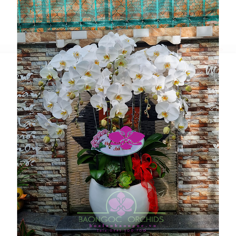 Chậu lan hồ điệp trắng 8 cành tặng đối tác tại Đà Nẵng HDT-0803