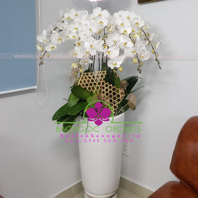 Chậu lan hồ điệp trắng ghép chậu HDT-0903