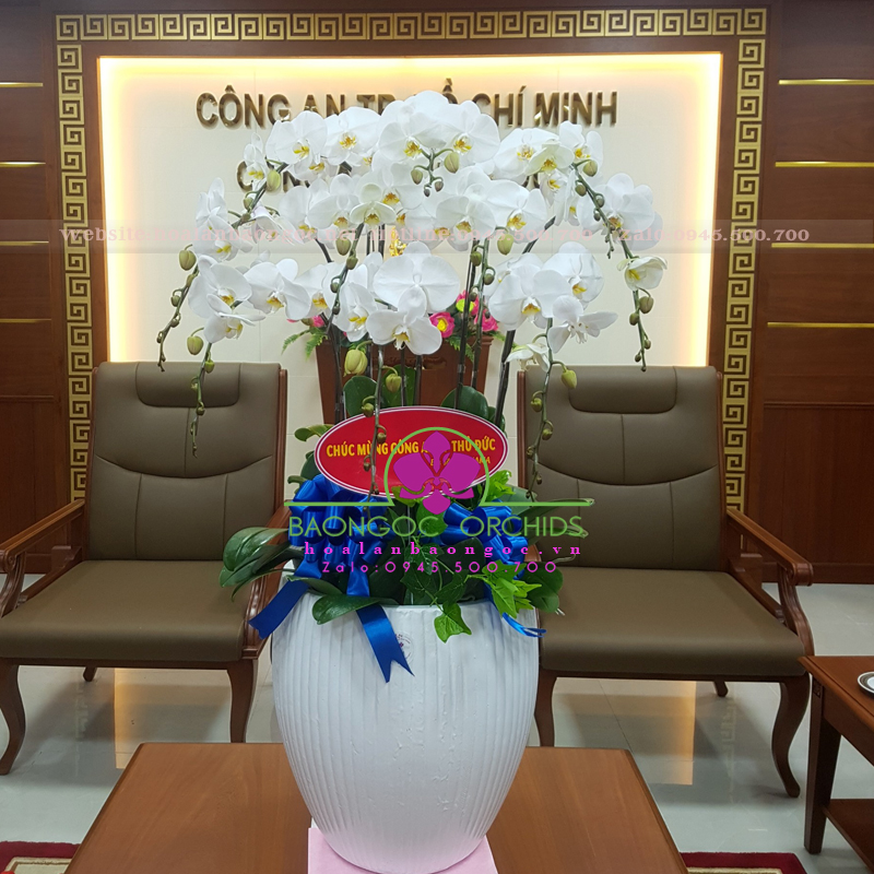 Chậu hoa lan văn phòng 10 cành HDT-1002