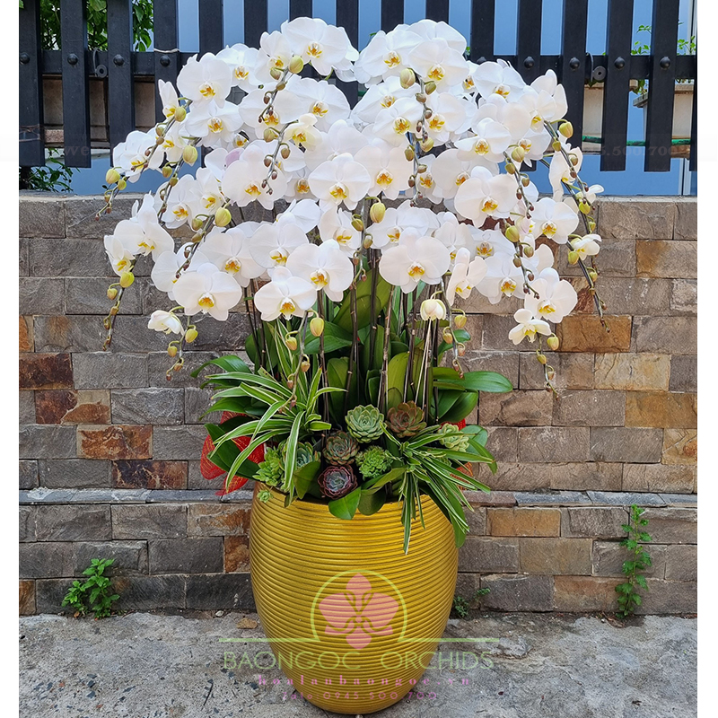 Lan hồ điệp ghép chậu cao HDT-2046