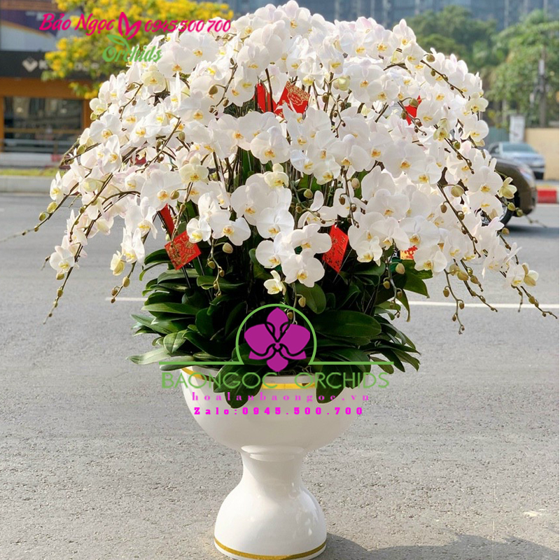 Hoa Lan hồ điệp trang trí biệt thự HDT-5001