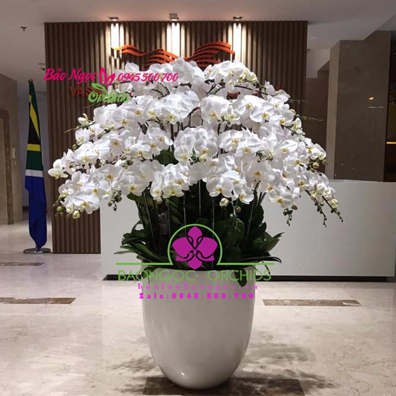 Chậu hoa lan hồ điệp trang trí tòa nhà văn phòng