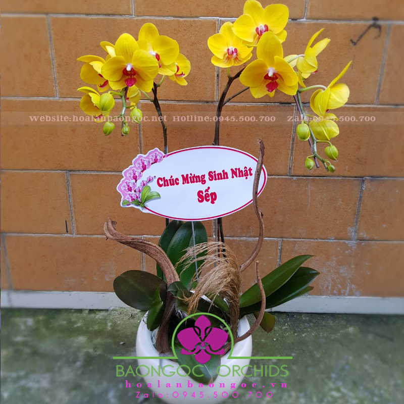 Song hỷ vàng HDV-0202