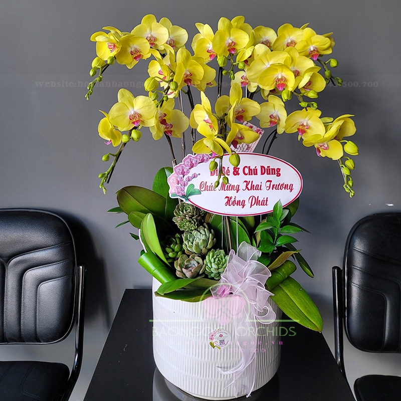 Chậu lan hồ điệp vàng đặt bàn lễ tân HDV 0804A