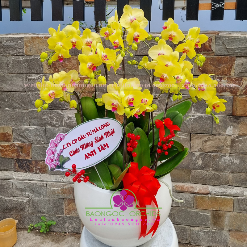 Lan hồ điệp tết HDV-0901