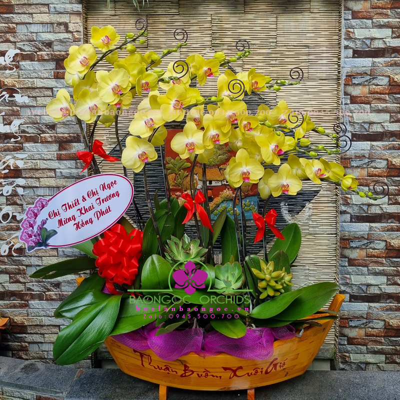 Chậu lan hồ điệp vàng ghép thuyền gỗ HDV-1011A