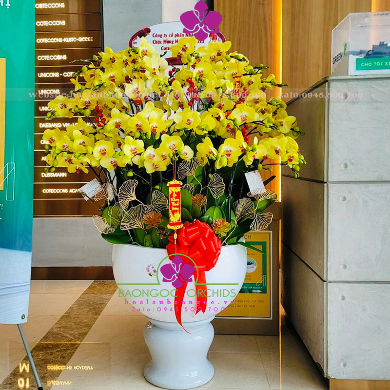 Lan hồ điệp tết 2018 HDV-3901