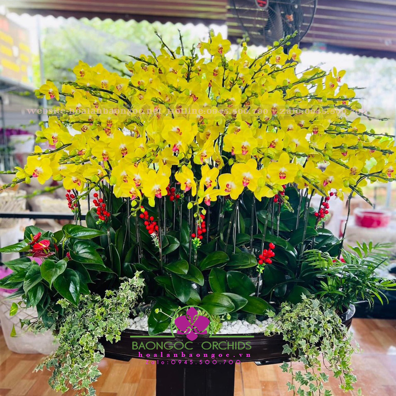 Chậu lan hồ điệp vàng xanh khủng HDV-7903A