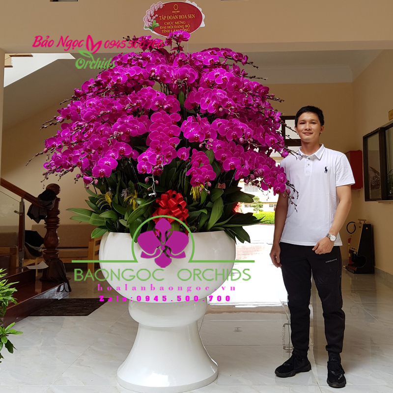 Chậu lan hồ điệp tím chúc mừng