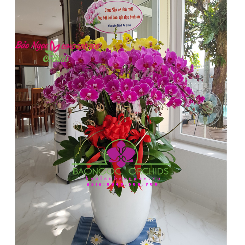 Chậu lan hồ điệp mừng tân gia