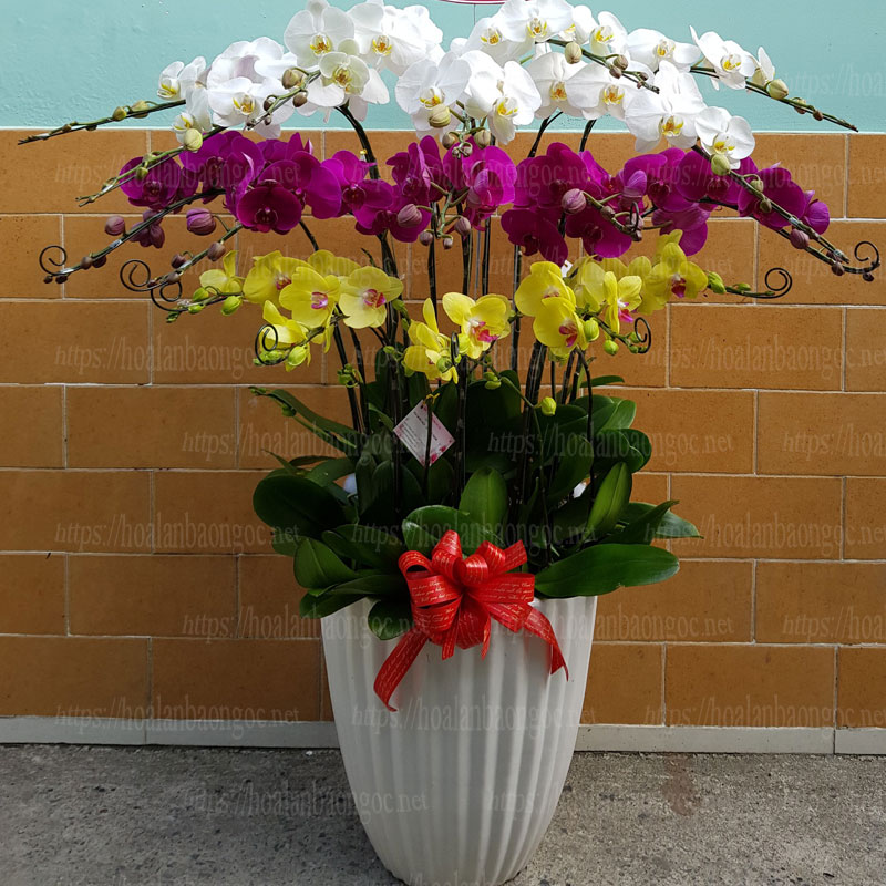 Chậu hoa phong lan mừng kỷ niệm ngày cưới ba mẹ