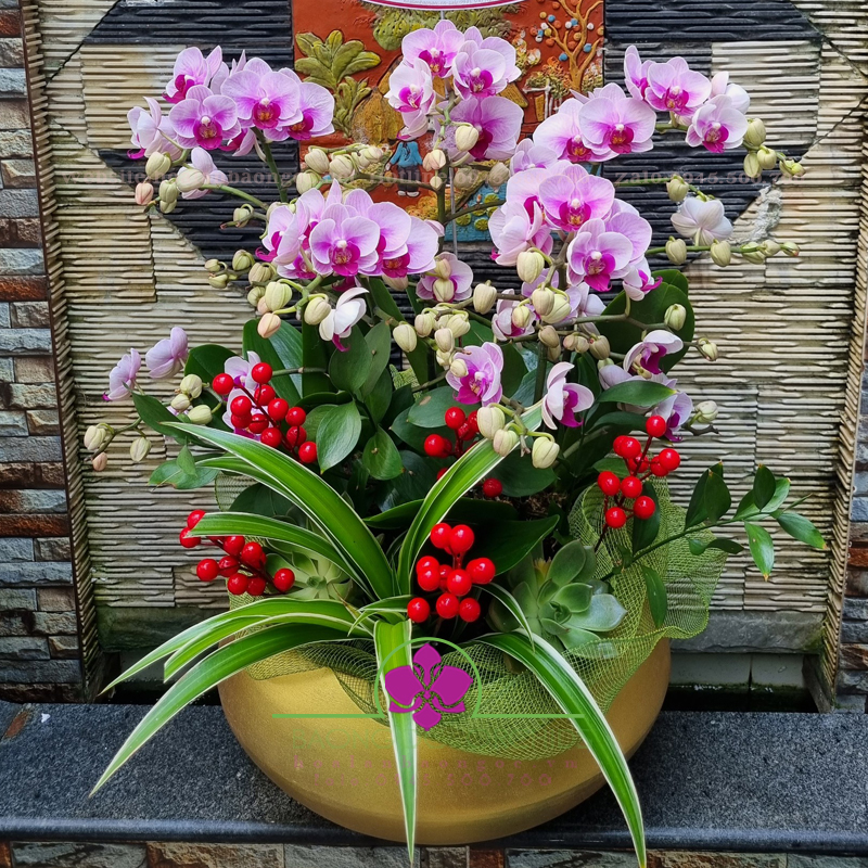 Chậu hoa lan tiểu hồ điệp MIH-0603A