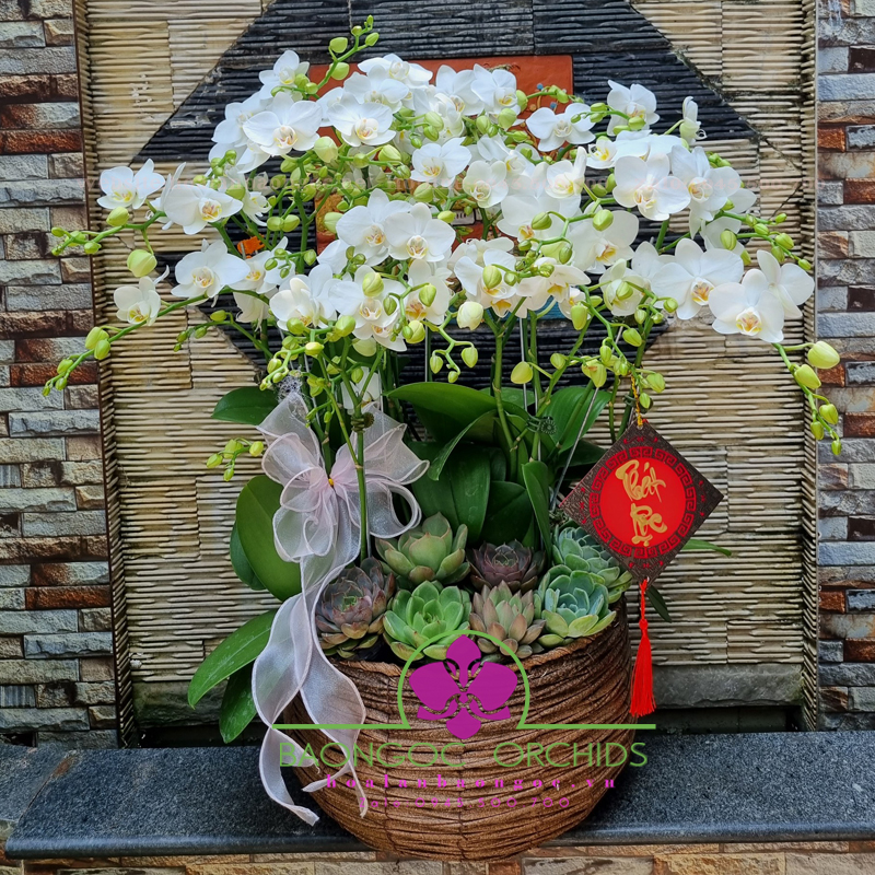 tiểu hồ điệp MIH-1007A