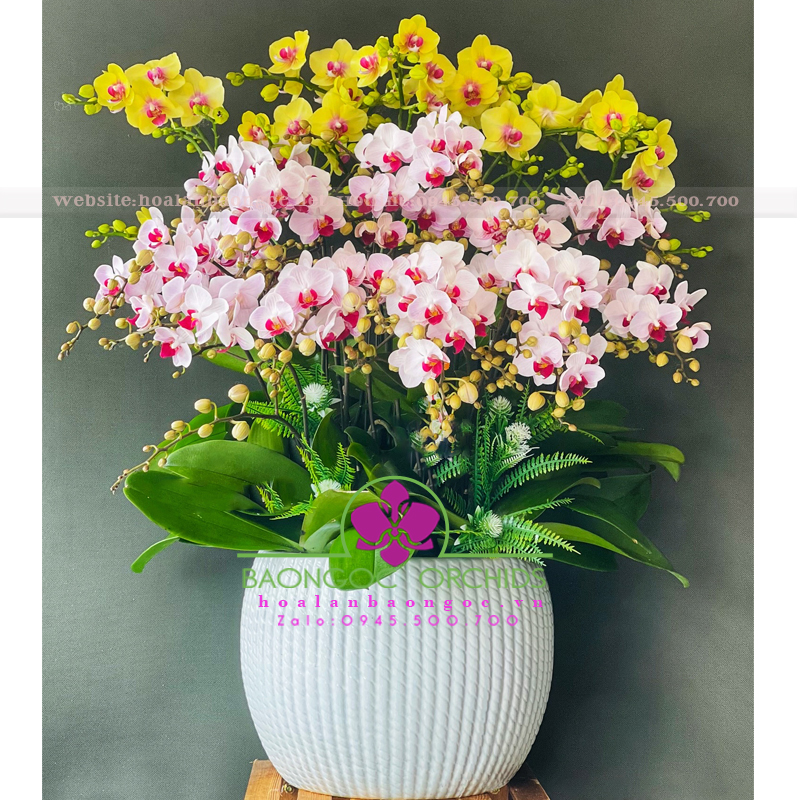 Chậu lan hồ điệp mini ghép nhiều màu sắc MIH-1503