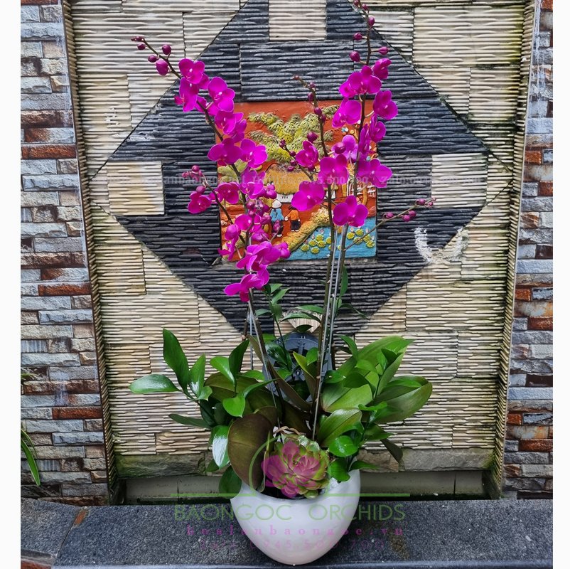 Hoa lan Mãng Thiên Hồng MIT-0202