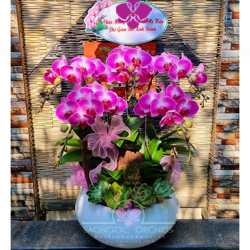 Hoa lan tiểu hồ điệp hồng ghép chậu THD0501