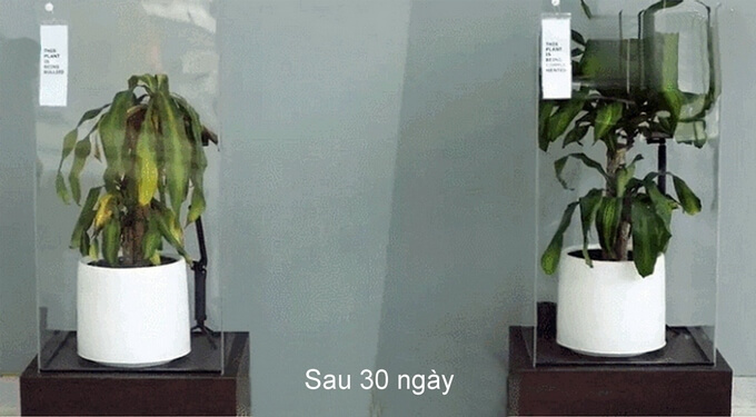 Kết quả cây xanh sau 30 ngày tác động bởi lời nói