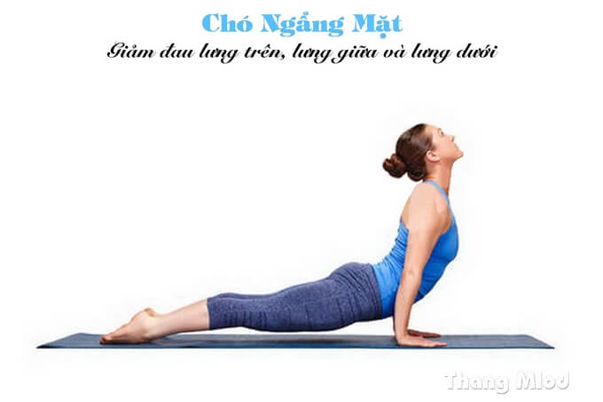 Tư Thế Chó Ngẩng Mặt (Urdhva Mukha Svanasana - Upward Facing Dog Pose)