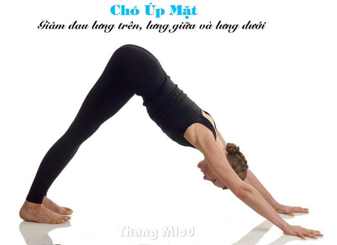 Tư Thế Chó Úp Mặt (Adho Mukha Svanasana - The Downward Facing Dog)