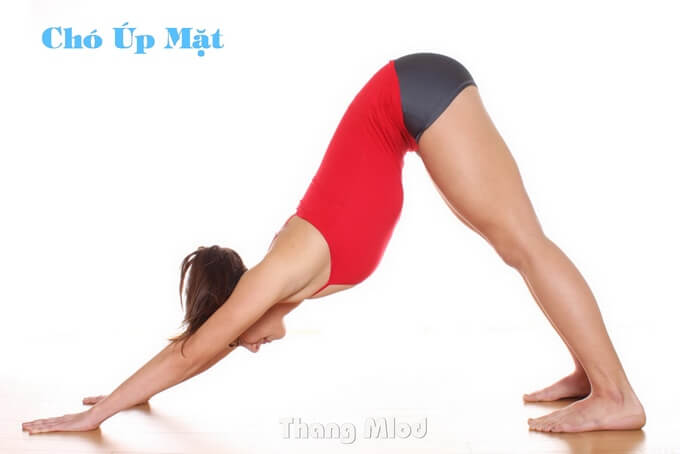 tư thế Chó Úp Mặt - Downward Facing Dog