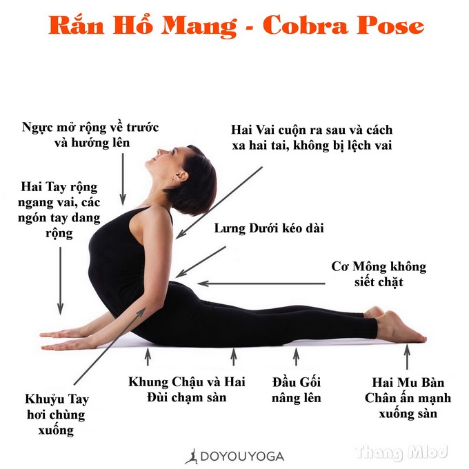 Định tuyến Tư thế Yoga Rắn Hổ Mang