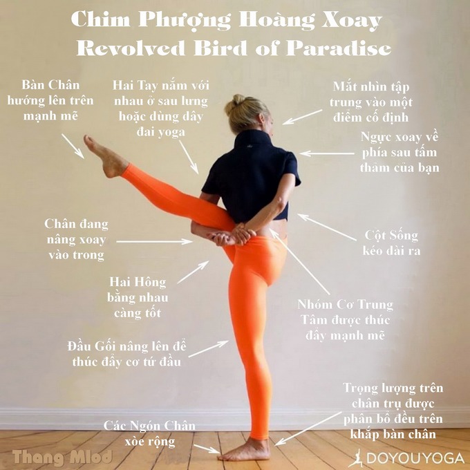 Định tuyến Tư thế Yoga Chim phượng hoàng xoay