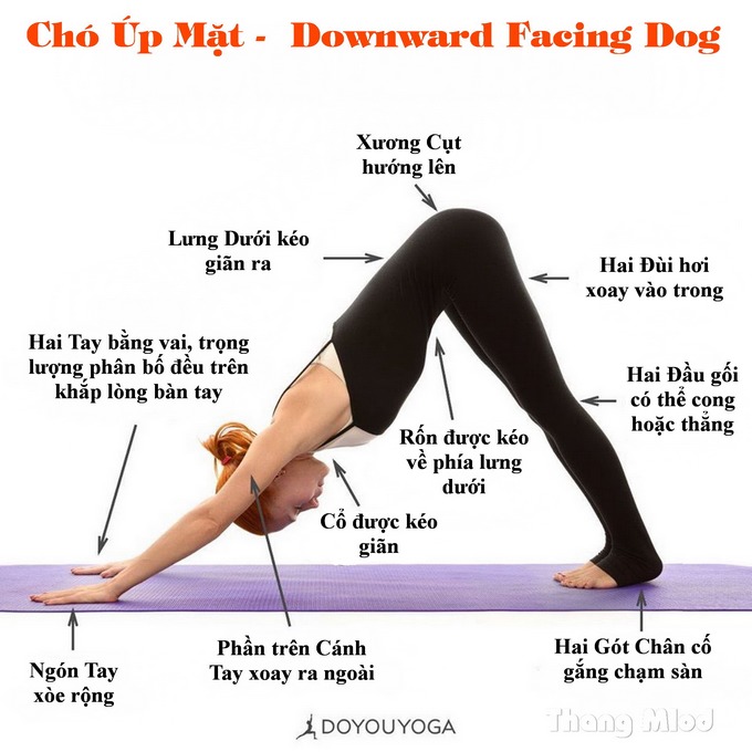 Định tuyến Tư thế Yoga Chó úp mặt