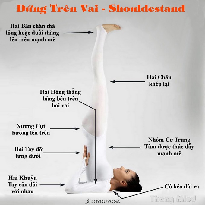 Định tuyến Tư thế Yoga đứng trên vai