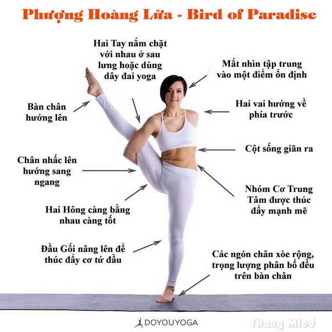 Định tuyến Tư thế Yoga phượng hoàng lửa