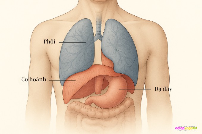 Giải phẫu cơ hoành