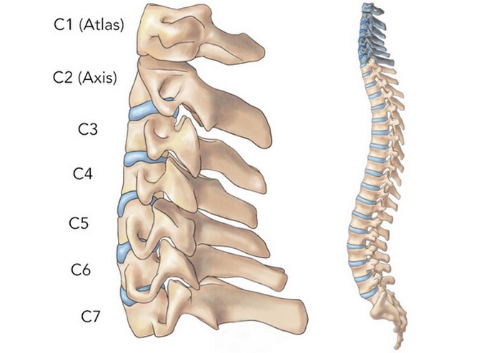 Giải phẫu vùng cổ
