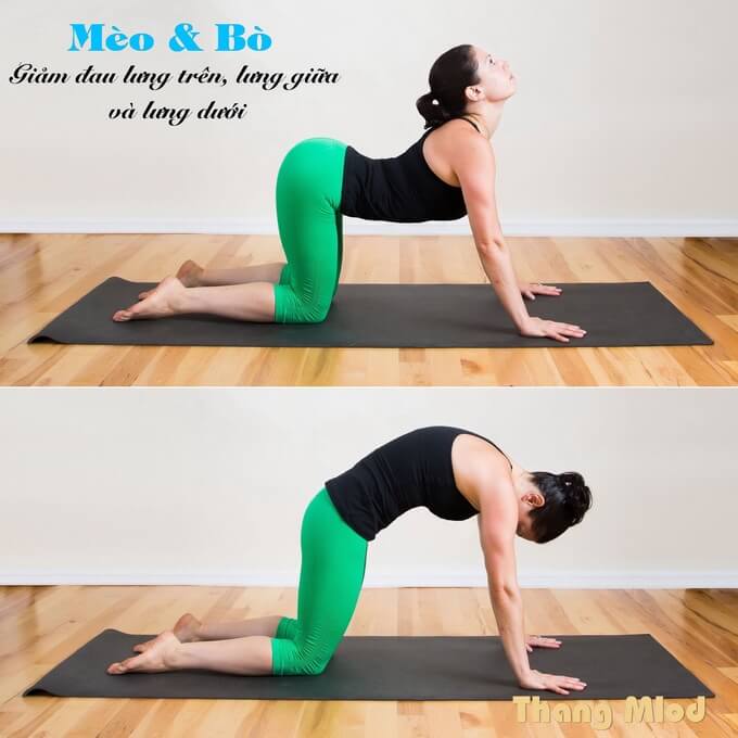 Tư Thế Mèo - Bò (Marjaryasana And Bitilasana - Cat & Cow Pose)