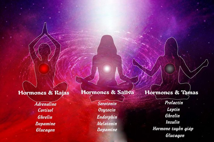 Mối quan hệ giữa các Hormone và ba tính chất - Trigunas