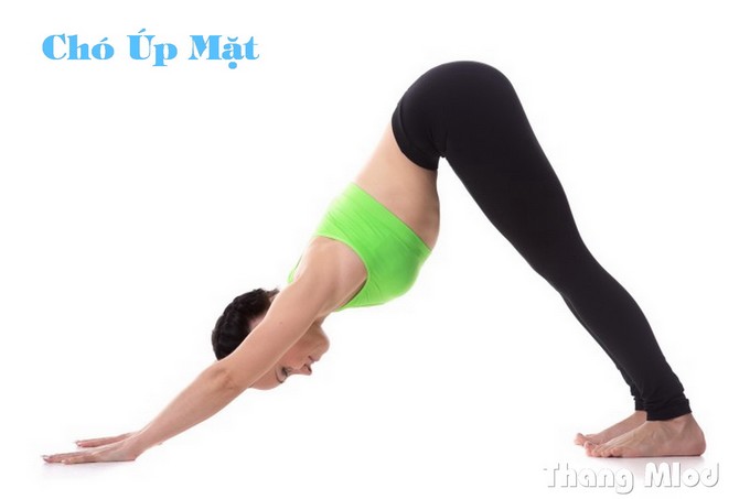 Tư Thế Chó Úp Mặt (Adho Mukha Svanasana - Downward Facing Dog Pose)
