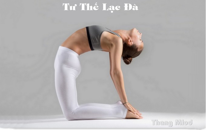 Tư Thế Lạc Đà (Ushtrasana - Camel Pose)