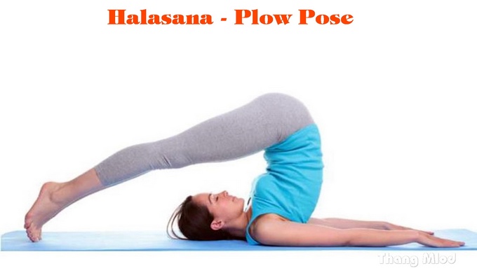 Tư thế Cái Cày (Halasana - Plow Pose).