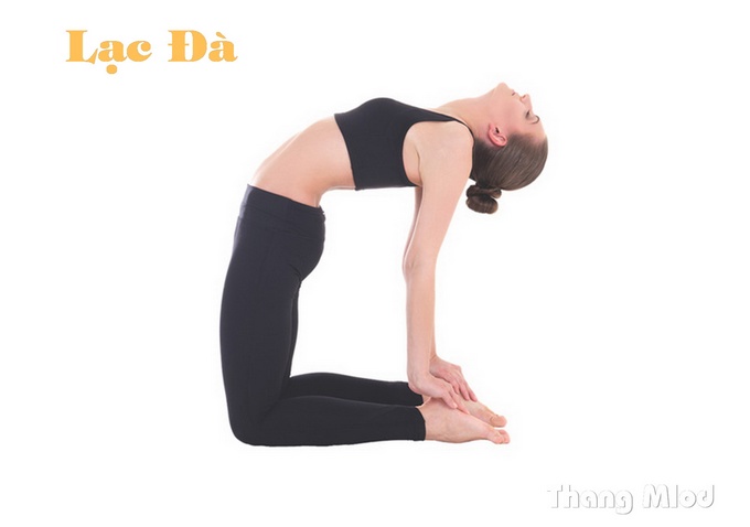 Tư Thế Lạc Đà (Ustrasana - Camel Pose)