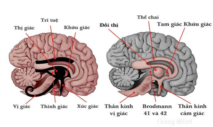 Con Mắt Horus Và 6 Giác Quan