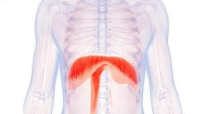 Vận động của phổi và cơ hoành khi thở