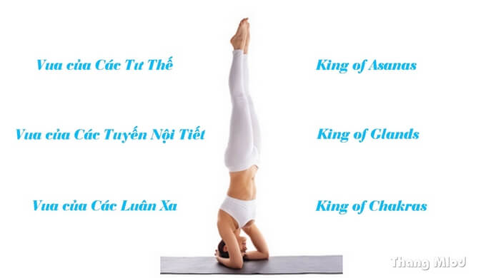 Vị vua của các tư thế yoga