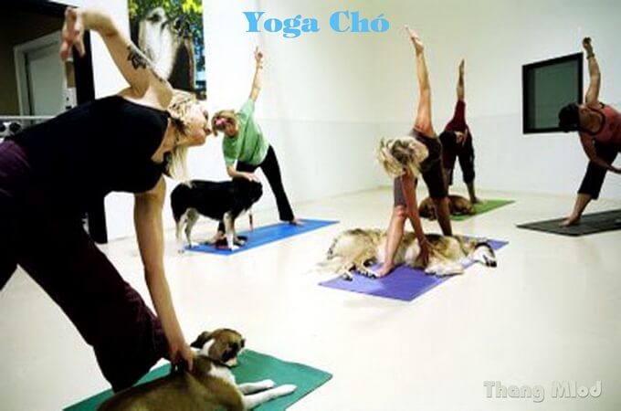 Yoga chó