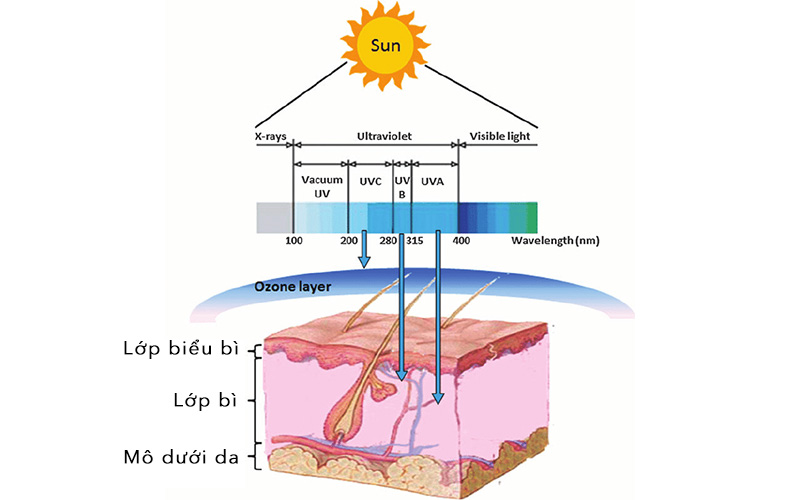 Tác động của tia UV tới da