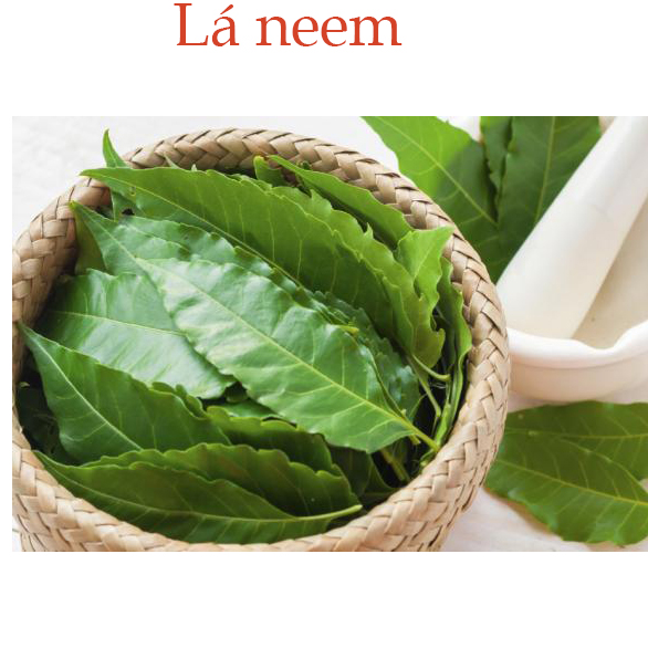 lá neem an đo