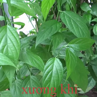 xương khỉ