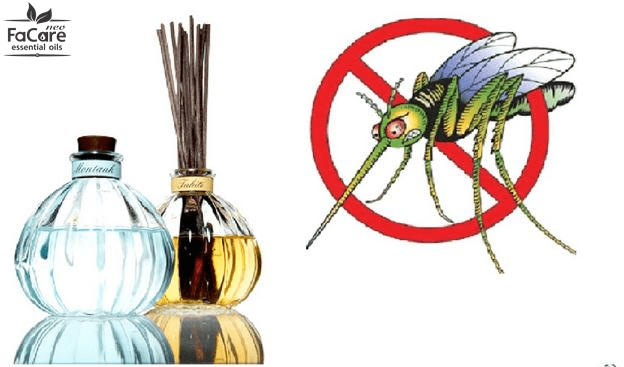 Tinh dầu đuổi muỗi nào hiệu quả, dễ chịu nhất hiện nay?